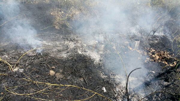 Пожар в садах возле проспекта Исакова - Sputnik Армения