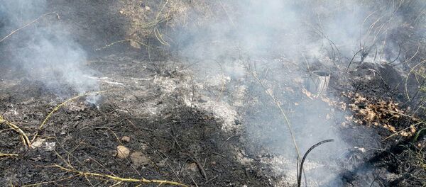 Пожар в садах возле проспекта Исакова - Sputnik Արմենիա