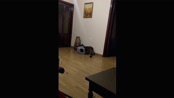 Кот ловит лазерный луч - Sputnik Армения