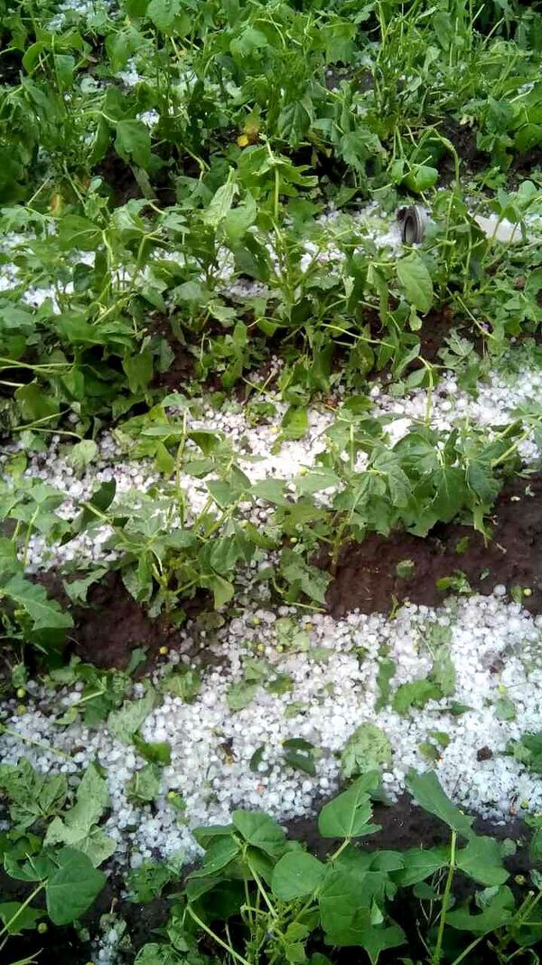 Շիրակի մարզում կարկուտն ավերել է բերքը, կոտրել պատուհաններ ու տանիքներ. լուսանկարներ Շիրակի մարզում կարկուտն ավերել է բերքը, կոտրել պատուհաններ ու տանիքներ. լուսանկարներ - Sputnik Արմենիա