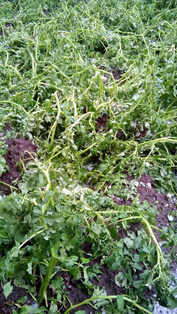 Շիրակի մարզում կարկուտն ավերել է բերքը, կոտրել պատուհաններ ու տանիքներ. լուսանկարներ Շիրակի մարզում կարկուտն ավերել է բերքը, կոտրել պատուհաններ ու տանիքներ. լուսանկարներ - Sputnik Արմենիա