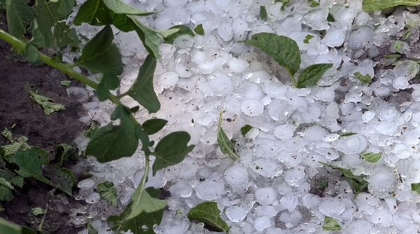 «Ո՞րն ասեմ, ամբողջը վնասվել է». ի՞նչ է կատարվում Շիրակի մարզում տեղացած կարկուտից հետո «Ո՞րն ասեմ, ամբողջը վնասվել է». ի՞նչ է կատարվում Շիրակի մարզում տեղացած կարկուտից հետո - Sputnik Արմենիա