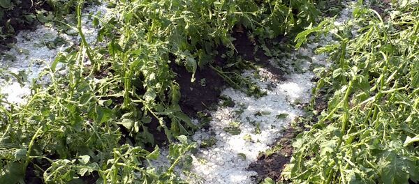 Град в Шираке Град в Шираке - Sputnik Արմենիա