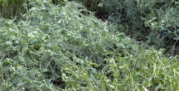 «Ո՞րն ասեմ, ամբողջը վնասվել է». ի՞նչ է կատարվում Շիրակի մարզում տեղացած կարկուտից հետո «Ո՞րն ասեմ, ամբողջը վնասվել է». ի՞նչ է կատարվում Շիրակի մարզում տեղացած կարկուտից հետո - Sputnik Արմենիա