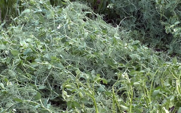 Град в Шираке - Sputnik Армения