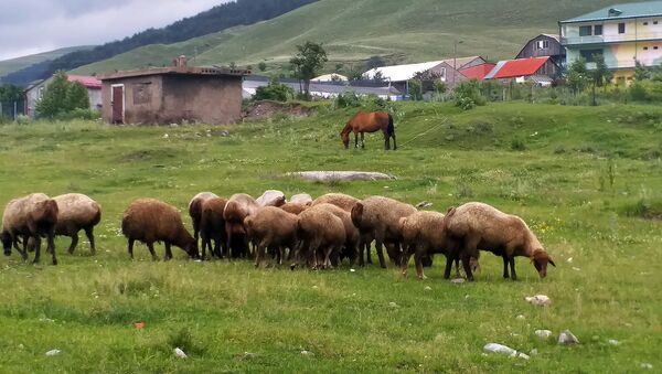 Овцы в деревне Фиолетово - Sputnik Армения