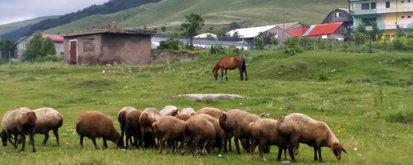 Овцы в деревне Фиолетово - Sputnik Արմենիա
