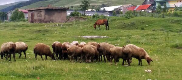 Овцы в деревне Фиолетово - Sputnik Արմենիա