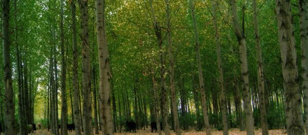 Лавровые деревья. Ноемберянский регион, Армения. Лавровые деревья. Ноемберянский регион, Армения. - Sputnik Արմենիա