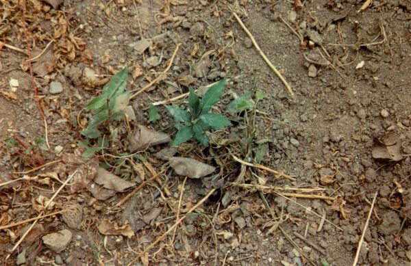 Экзотическая для Армении индустрия: братья из США хотят открыть бизнес в Тавуше - Sputnik Армения