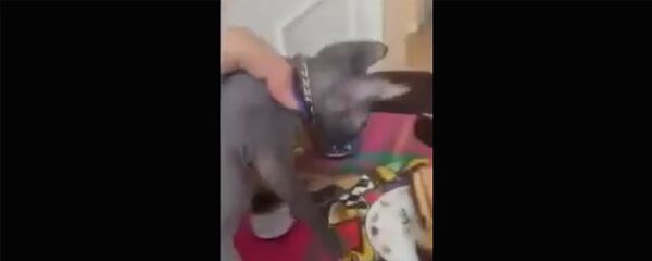 Ты меня достал Толя!!! - Sputnik Армения