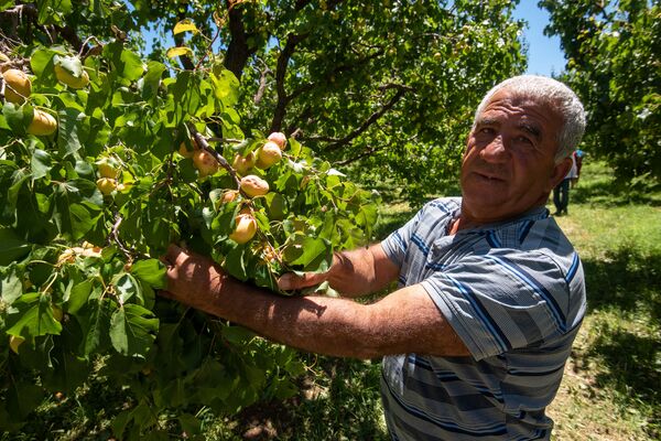 Կարկուտի և գյուղացու ծրագրերը չհամընկան. ի՞նչ են առաջարկում պատկան մարմինները Կարկուտի և գյուղացու ծրագրերը չհամընկան. ի՞նչ են առաջարկում պատկան մարմինները - Sputnik Արմենիա