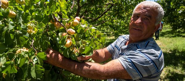 Житель общины Айгеван демонстрирует последствия града - Sputnik Армения