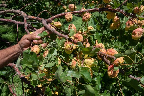 Град снова ударил по армянским абрикосам: на чью совесть надеются фермеры - Sputnik Армения