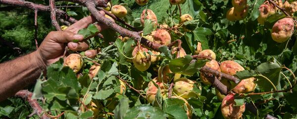 Житель общины Айгеван демонстрирует последствия града - Sputnik Արմենիա