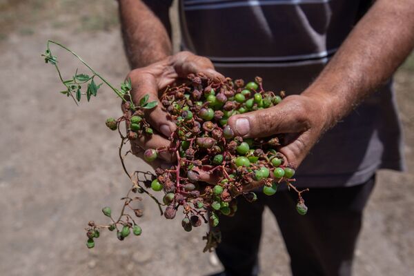Կարկուտի և գյուղացու ծրագրերը չհամընկան. ի՞նչ են առաջարկում պատկան մարմինները Կարկուտի և գյուղացու ծրագրերը չհամընկան. ի՞նչ են առաջարկում պատկան մարմինները - Sputnik Արմենիա