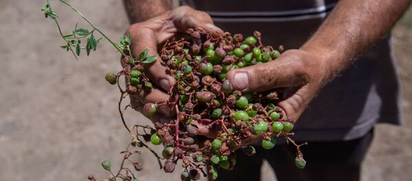 Житель общины Айгеван демонстрирует последствия града - Sputnik Արմենիա