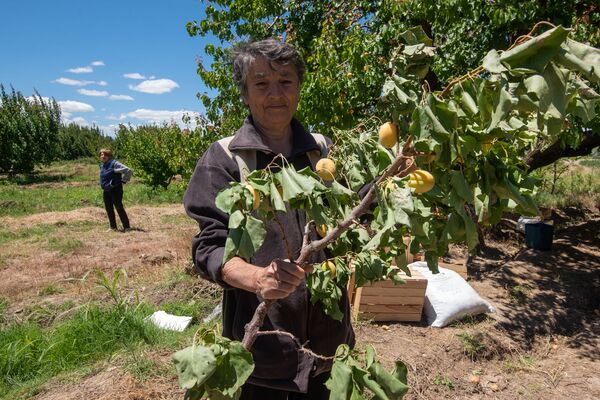 Կարկուտի և գյուղացու ծրագրերը չհամընկան. ի՞նչ են առաջարկում պատկան մարմինները Կարկուտի և գյուղացու ծրագրերը չհամընկան. ի՞նչ են առաջարկում պատկան մարմինները - Sputnik Արմենիա