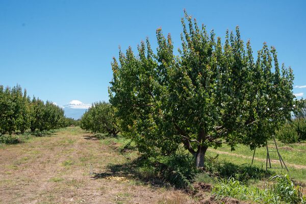 Град снова ударил по армянским абрикосам: на чью совесть надеются фермеры - Sputnik Армения