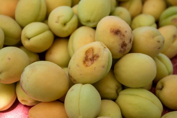 Կարկուտի և գյուղացու ծրագրերը չհամընկան. ի՞նչ են առաջարկում պատկան մարմինները Կարկուտի և գյուղացու ծրագրերը չհամընկան. ի՞նչ են առաջարկում պատկան մարմինները - Sputnik Արմենիա