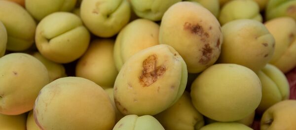 Абрикосовые сады общины Айгеван после града - Sputnik Армения