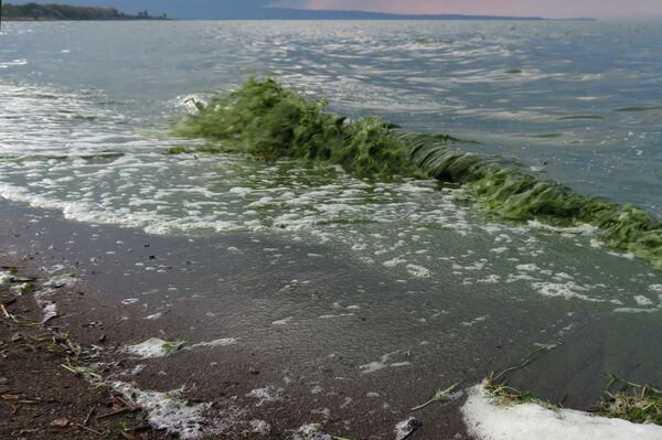 Կապույտ Սևանի «կանաչ օրերը»․ Հայաստանի գոհարը փրկելու 3 քայլ - Sputnik Արմենիա