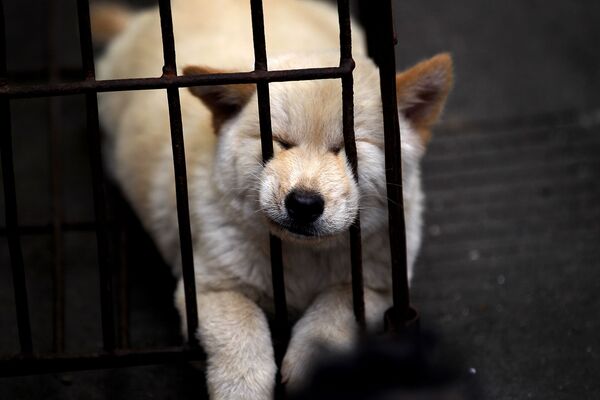 Кто и как спасает собак от мучительной смерти на празднике в Китае Кто и как спасает собак от мучительной смерти на празднике в Китае - Sputnik Армения