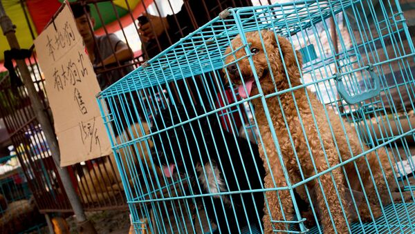 Выставленная на продажу собака на рынке в Юйлине, в южной китайской провинции Гуанси (21 июня 2016). Китай - Sputnik Армения