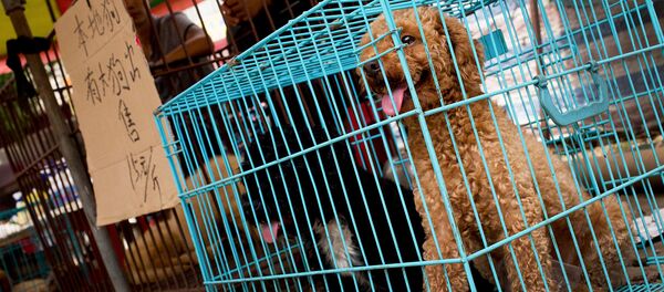 Выставленная на продажу собака на рынке в Юйлине, в южной китайской провинции Гуанси (21 июня 2016). Китай - Sputnik Армения