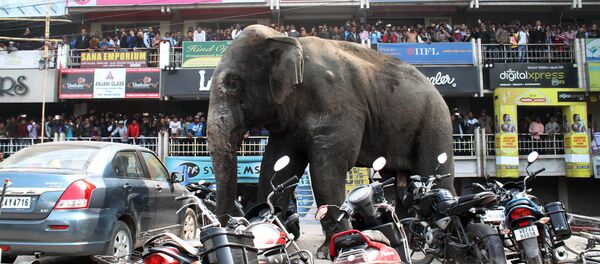 Дикая слониха в Китае выбежала на дорогу и затоптала 15 автомобилей Дикая слониха в Китае выбежала на дорогу и затоптала 15 автомобилей - Sputnik Արմենիա