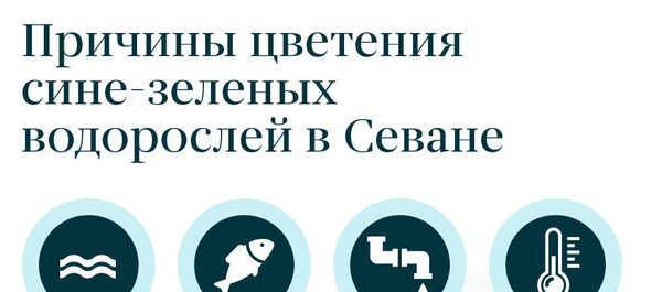 Причины цветения сине-зеленых водорослей в Севане - Sputnik Армения