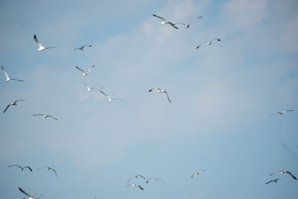 Սևանը երես է թեքել իրեն աղտոտողներից. ով է ավելի շատ տուժում լճի կանաչ գույնից  - Sputnik Արմենիա