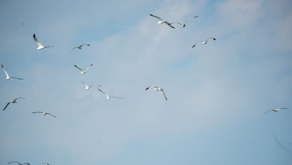 Чайки над озером Севан - Sputnik Армения