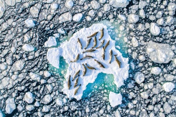 «Փոկերը սառույցի վրա» լուսանկարը լավագույնն է ճանաչվել «Կենդանի բնություն» անվանակարգում - Sputnik Արմենիա