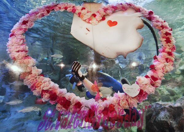 Սուրբ Վալենտինի օրը Ճապոնիայում: Sunshine International Aquarium-ի աշխատակիցները նման արտասովոր նվեր են մատուցել բոլոր սիրահարներին: - Sputnik Արմենիա