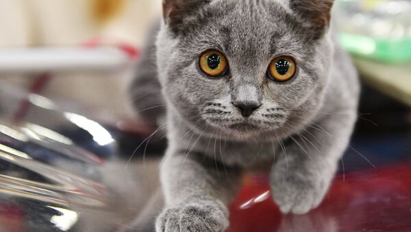 Выставка кошек Кэт-Салон-Февраль в Москве - Sputnik Армения
