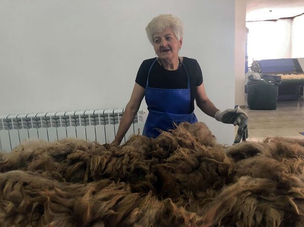 Թակի և սանդերքի փոխարեն` բրդի ավտոմատացված վերամշակում. Ամասիայում բացվել է բրդի գործարան Թակի և սանդերքի փոխարեն` բրդի ավտոմատացված վերամշակում. Ամասիայում բացվել է բրդի գործարան - Sputnik Արմենիա