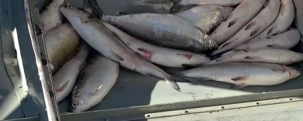 Браконьерская добыча сига - Sputnik Армения