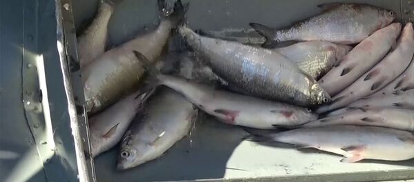 «Սևան» ազգային պարկի մի շարք մասնաճյուղերի տնօրեններ թույլատրել են «սիգի» ապօրինի արդյունահանումը - Sputnik Արմենիա