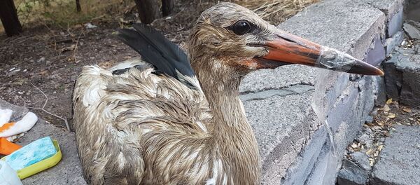 Аист с пропитанными маслом перьями - Sputnik Արմենիա