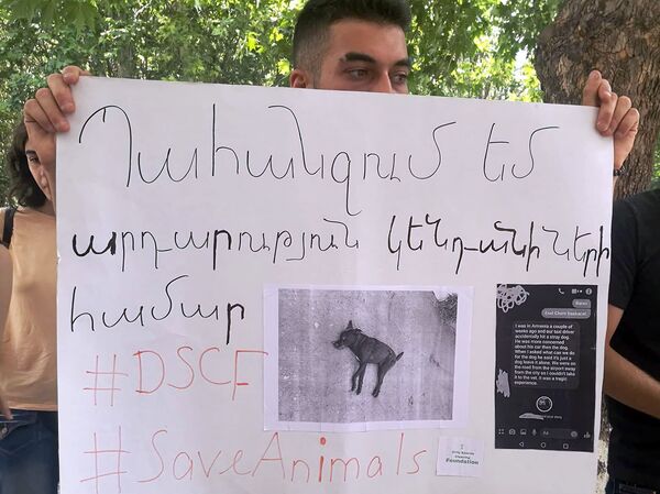 Нам надоели эти убийства: активисты в Ереване требуют защитить животных - Sputnik Армения