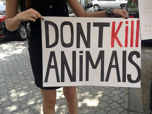 Нам надоели эти убийства: активисты в Ереване требуют защитить животных - Sputnik Армения