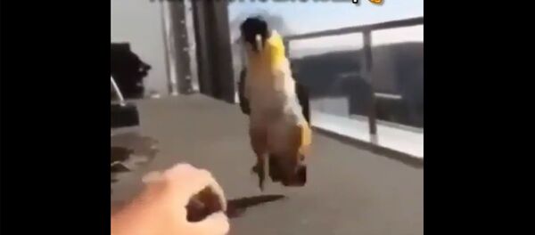 Танцующий попугай - Sputnik Армения