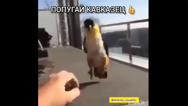 Танцующий попугай - Sputnik Армения