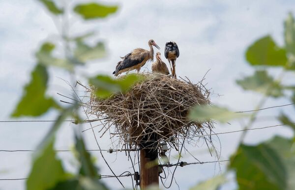 Աղտոտված արագիլները սովի են մատնված. նրանք չեն կարողանում թռչել ու իրենց վրա ցեխ են քսում Աղտոտված արագիլները սովի են մատնված. նրանք չեն կարողանում թռչել ու իրենց վրա ցեխ են քսում - Sputnik Արմենիա