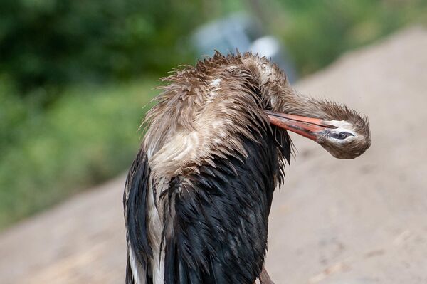 Аисты в Араратской долине пачкаются и странно себя ведут: птицам грозит голодная смерть - Sputnik Армения
