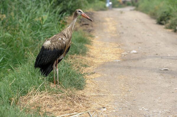Աղտոտված արագիլները սովի են մատնված. նրանք չեն կարողանում թռչել ու իրենց վրա ցեխ են քսում Աղտոտված արագիլները սովի են մատնված. նրանք չեն կարողանում թռչել ու իրենց վրա ցեխ են քսում - Sputnik Արմենիա