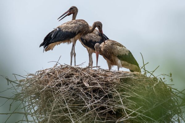 Аисты в Араратской долине пачкаются и странно себя ведут: птицам грозит голодная смерть - Sputnik Армения