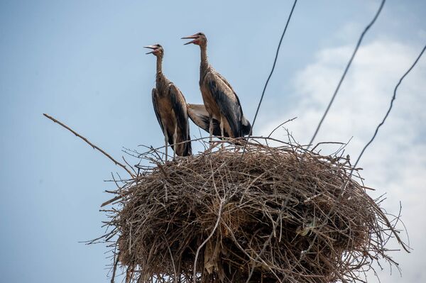 Աղտոտված արագիլները սովի են մատնված. նրանք չեն կարողանում թռչել ու իրենց վրա ցեխ են քսում Աղտոտված արագիլները սովի են մատնված. նրանք չեն կարողանում թռչել ու իրենց վրա ցեխ են քսում - Sputnik Արմենիա