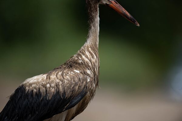Աղտոտված արագիլները սովի են մատնված. նրանք չեն կարողանում թռչել ու իրենց վրա ցեխ են քսում Աղտոտված արագիլները սովի են մատնված. նրանք չեն կարողանում թռչել ու իրենց վրա ցեխ են քսում - Sputnik Արմենիա